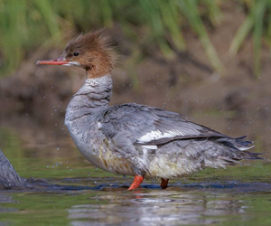 Бохио (Хумхин бохио, Хумхин  нугас)